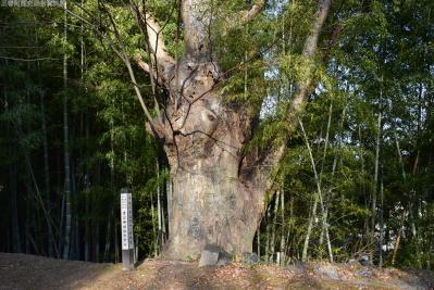 s-78_愛宕神社のケヤキ_幹部分