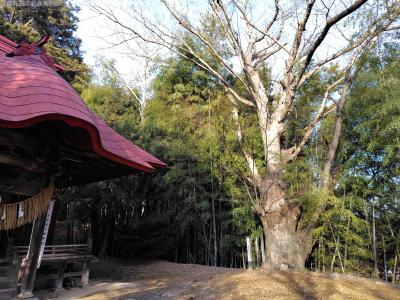 s-78_愛宕神社のケヤキ