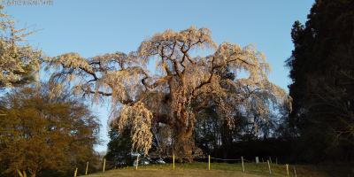 s-91_八十内公園のかもん桜