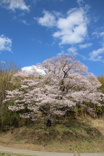 s-81_南成田の大桜