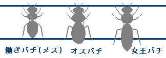 ミツバチの巣と社会の画像